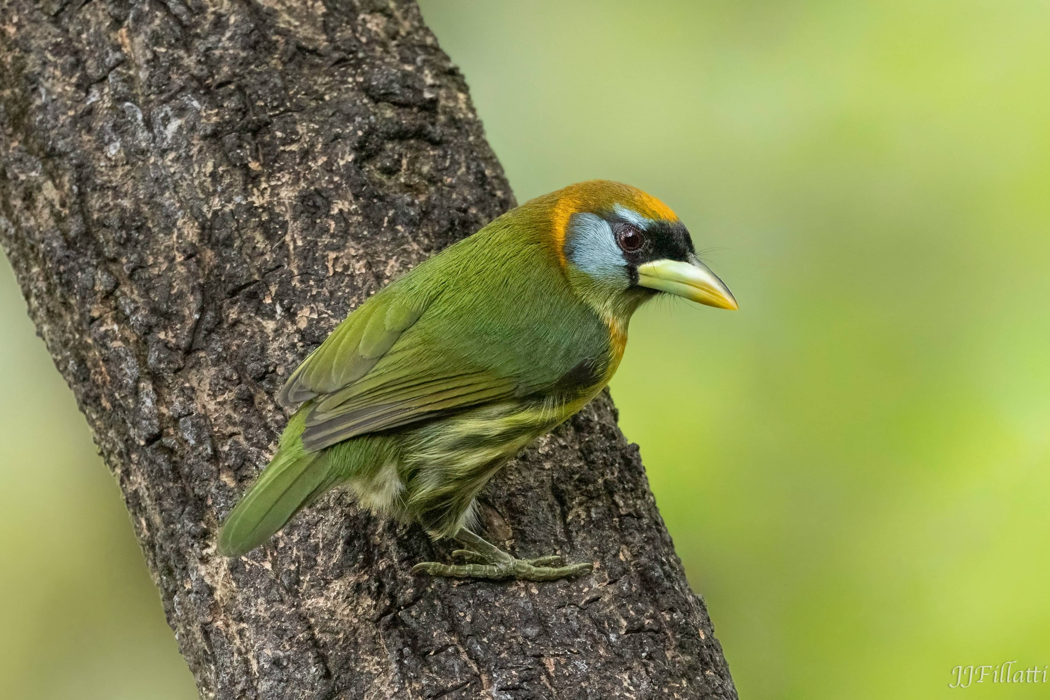 bird of Costa Rica image 17